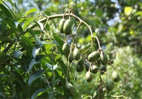 播种的时间和地点