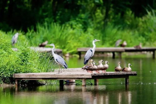 芦苇在湿地生态系统中扮演什么角色