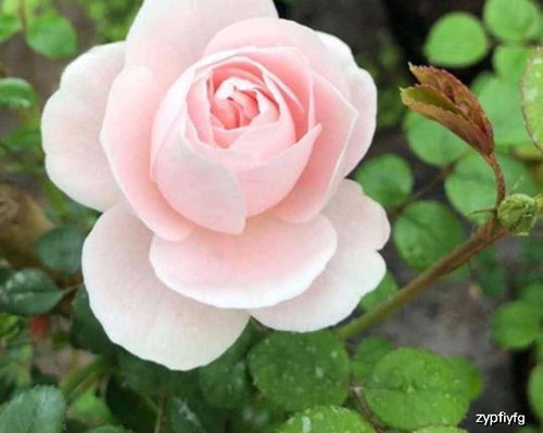 月季品种多，新手要怎么选？