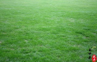 技巧二：合理施肥