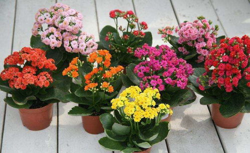 长寿花冬季浇水需控制，待土壤干透后再浇