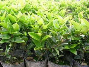 夏天苗木种植， 北方适宜树苗揭秘