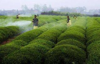 绿化苗木对农药的敏感度