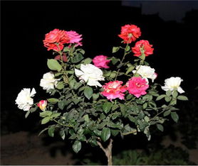 病虫害防范，物理和化学双管齐下