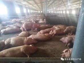 猪舍通风不良易致氨气超标，需加强管理