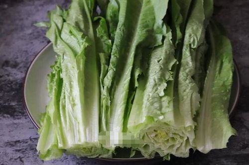 “在哪个季节种植生菜最为适宜，具体是哪几个月份