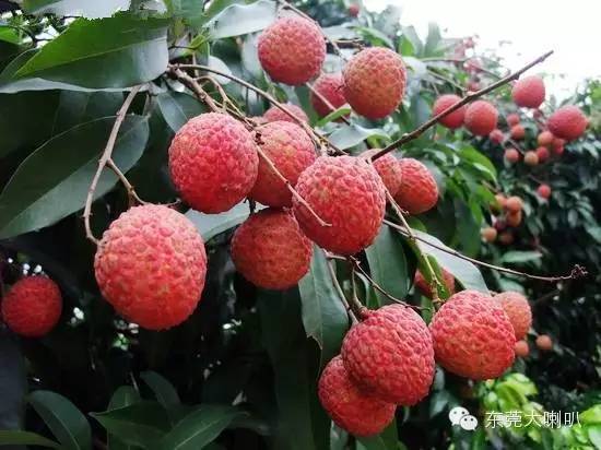 荔枝：果香四溢的“南国珍果”