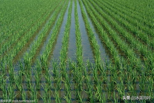 高温多湿短日照， 水稻土Zui好