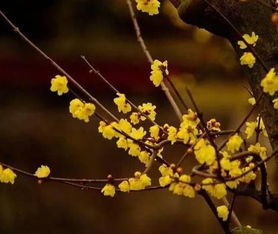 腊梅移栽的时机选择