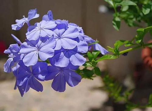 小木槿为何不开花？生长环境出了问题