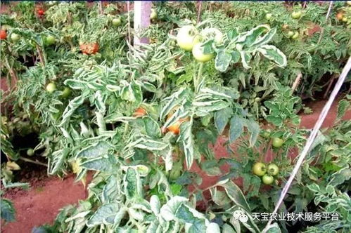 用了百菌清，花儿会不会不高兴？