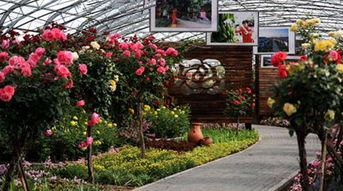 北京纳波湾月季园：月季花的五彩斑斓世界