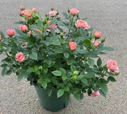 “玫瑰可适度修枝促开花