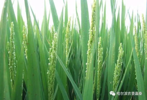 咪鲜胺怎么帮水稻长高的？