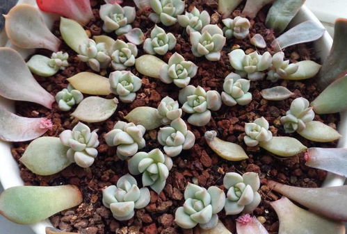 多肉植物的叶子怎么生根