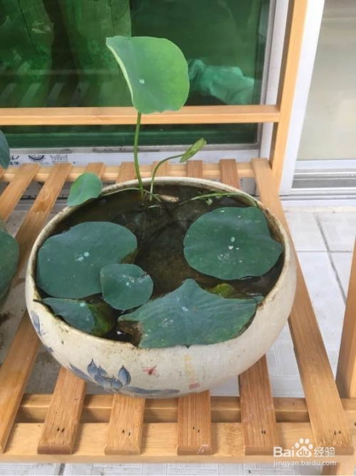 刚开始养鱼，怎么养水培