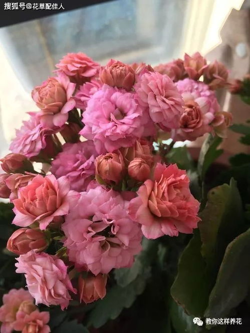 耐寒花卉，你懂我吗？