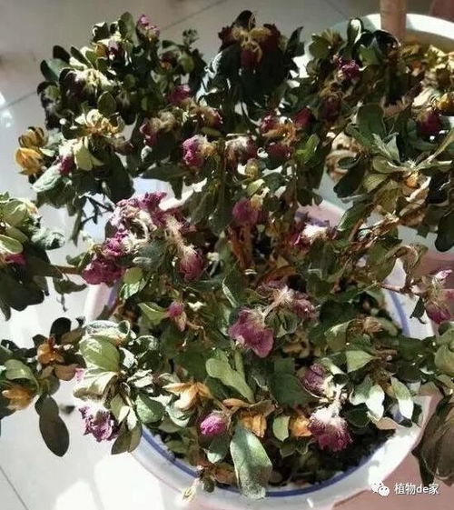 杜鹃花叶子枯萎？快速诊断与救治方法
