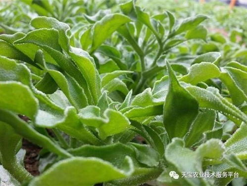 冰菜种植指南：四季皆宜