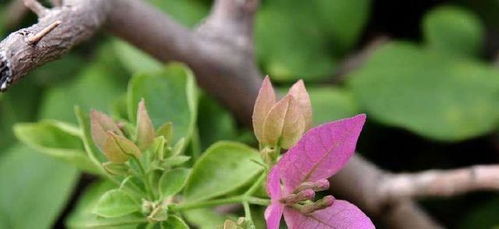 三角梅花芽如何拆分？是先剥离还是直接嵌入