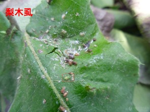 阿维菌素：防治害虫的小帮手