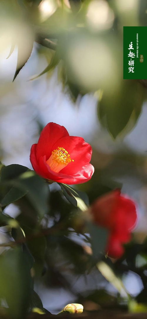 茶梅和山茶花：那些年的误会