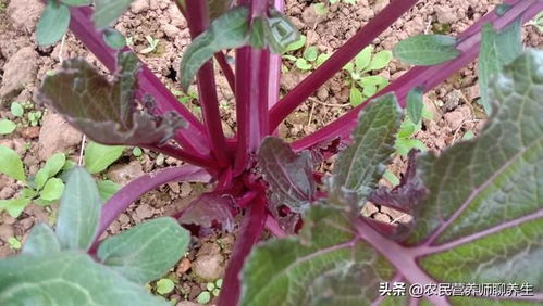 红菜苔不抽薹，可能是品种特性或栽培不当导致