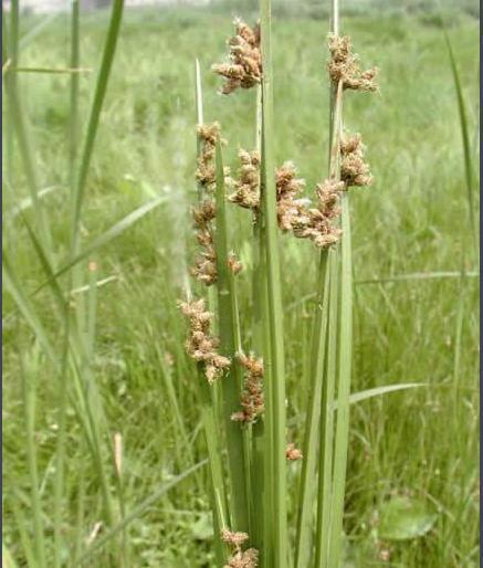 种植周期大缩短——神奇的背后