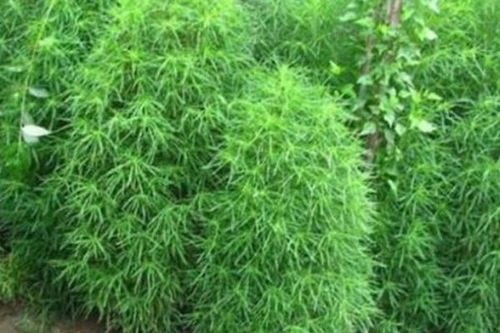 蒲公英药用价值高，为何还当野草