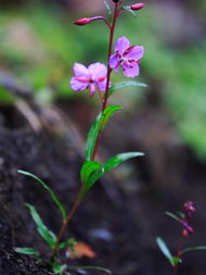 高山上的花儿，神秘又美丽