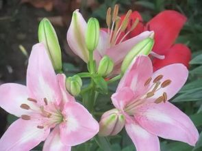 百合花的神秘形态：揭秘其独特外形与结构之美