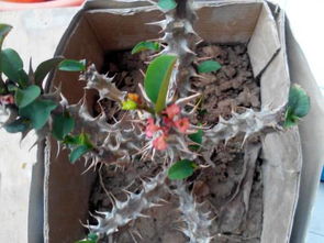 海棠花新叶边缘干枯，新长叶子焦黄的原因探秘