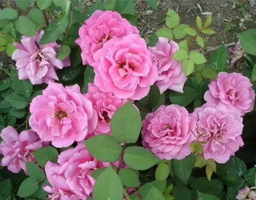 品种特色：美丽的甜蜜沙拉