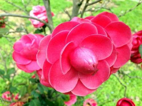 品种不同， 开花次数也不同