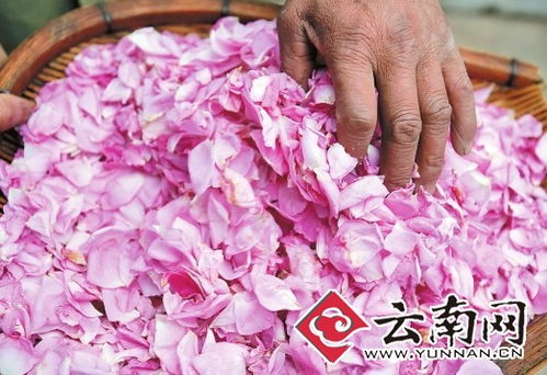 食用玫瑰品种怎么选？新手必看购买指南