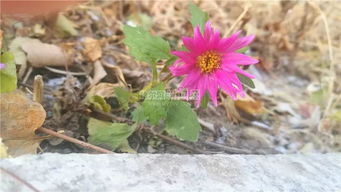 冰城紫菀：冰雪中的花中霸王