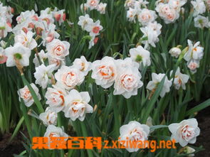 洋水仙球根如何培育成双？能否实现一球变两球