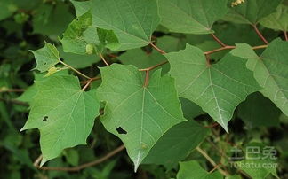 云南黄馨园林用途广泛，绿化木苗报价揭秘！