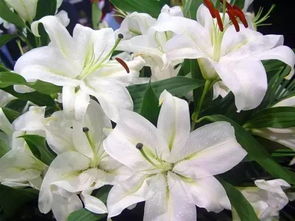 百合花败后如何巧妙保存其精华
