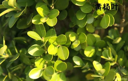 修剪方法与成活率