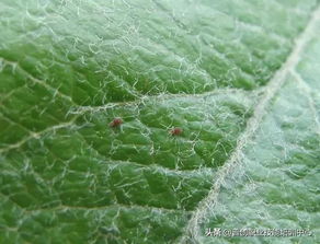 其他防治红蜘蛛的方法
