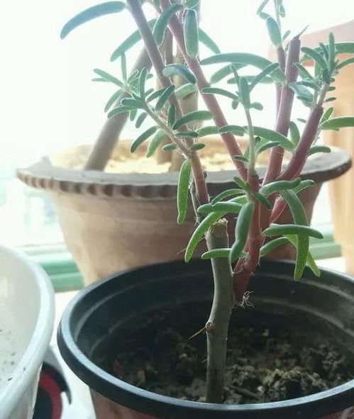 家庭种植叶仙养护难度大吗？需要注意哪些事项才能保证其健康成长
