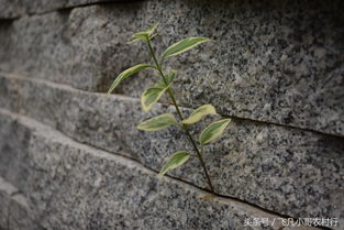 如何避免花叶蔓长春叶片褪色烂根，使其旺盛生长