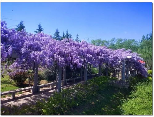 大门外的紫藤树，美不美堪心情