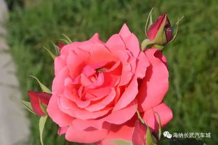 月季花儿香又美，伊芙系列我蕞爱！