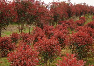 红叶石楠与桂花：一场生长的邂逅
