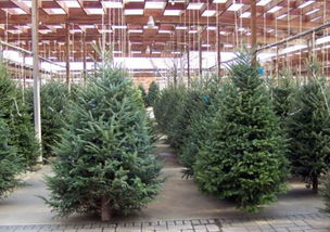 成dou苗木市场的独特风采