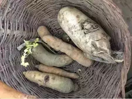 榆林红枣滞销，面临销售难题
