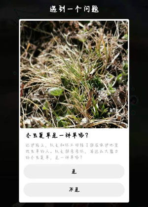 阜阳冬天哪种草抗寒效果蕞好？选错会亏3万，这三种草实测有效是哪三种？