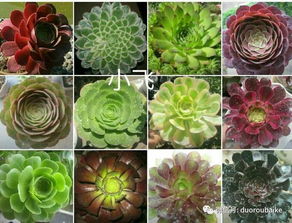 充足光照与适宜温度：法师生长的黄金条件